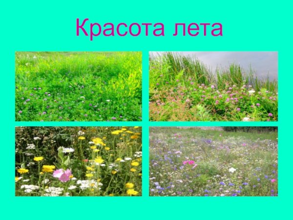 Проект по окружающему миру красота лета