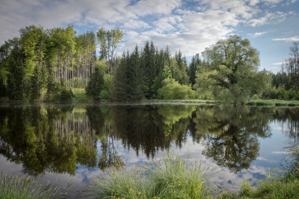 Природа лес река