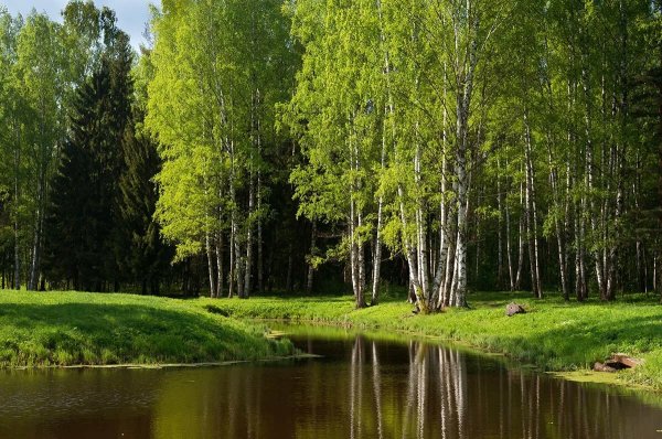 Лето лес река