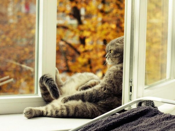 Летние открытки