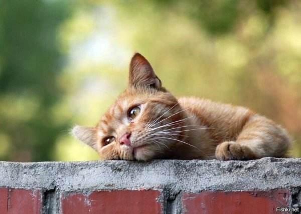 Грустный рыжий кот