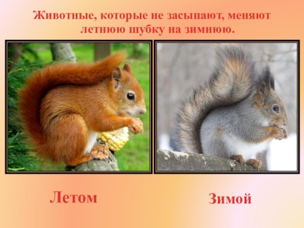 Животные зимой и летом