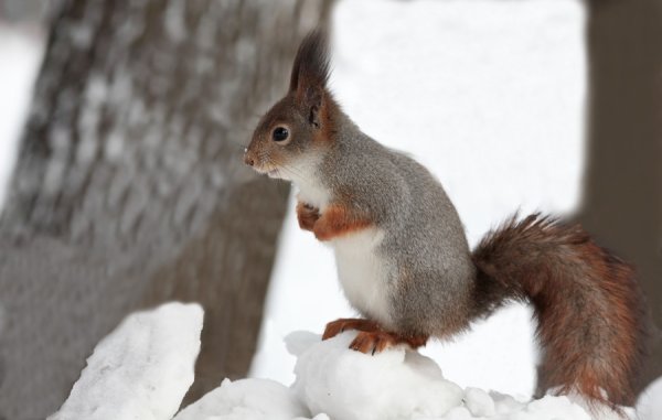 Белка зимой