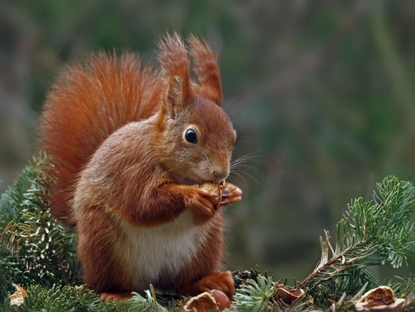 Среднерусская белка