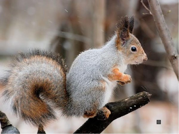 Животные меняют окраску к зиме