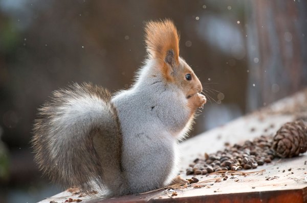 Белочка зимой