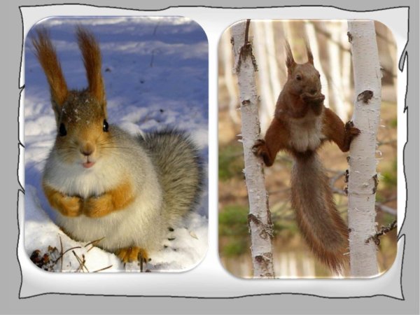 Белка летняя и зимняя