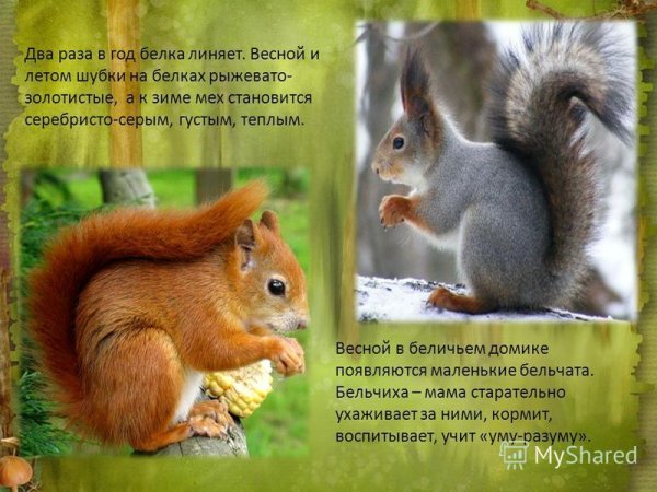 Зимние запасы белки