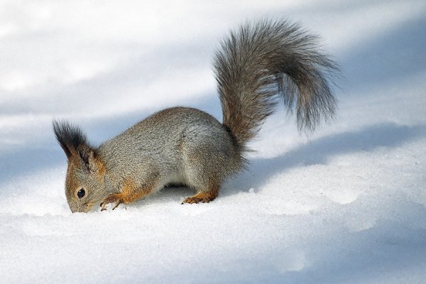 Белки зимой и летом