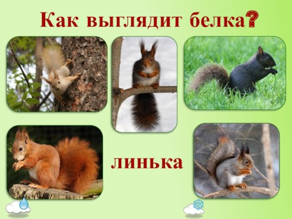 Описание белки