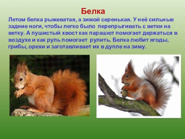 Белка зимой и летом