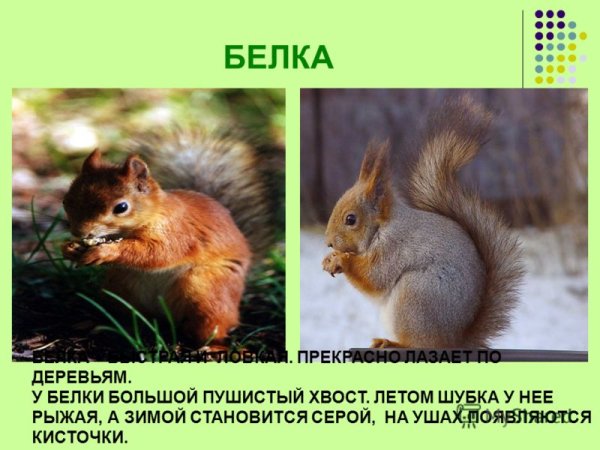 Белка на пеньке