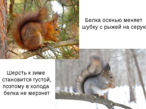 Белка зимой и летом