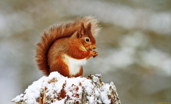 Белочка в серой шубке