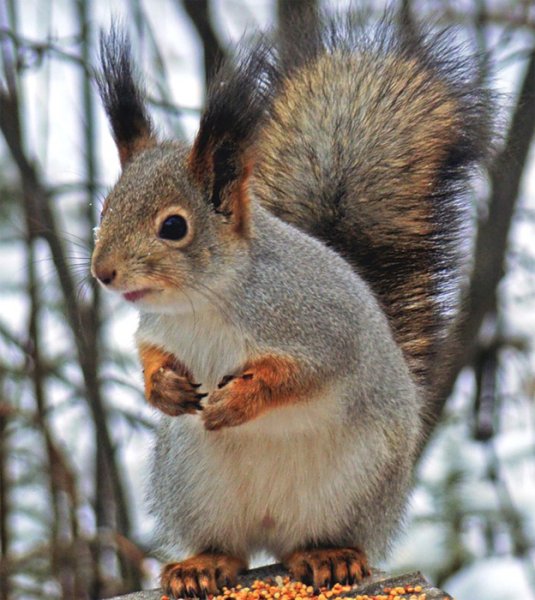 Белка меняет шубку