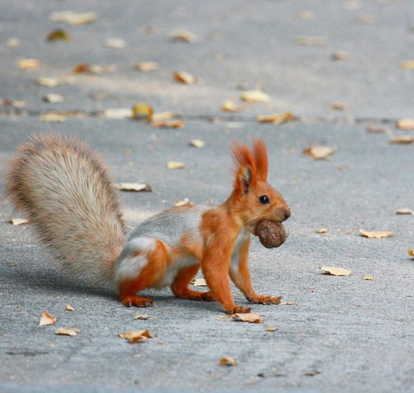 Белка зимой и летом