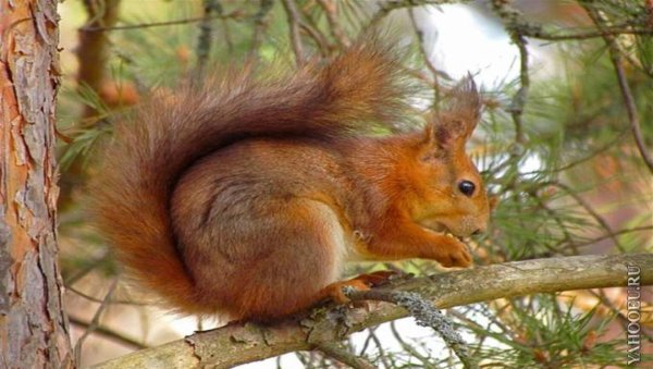 Рассказ о белке