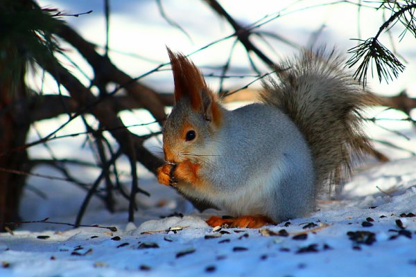 Белка зимой и летом