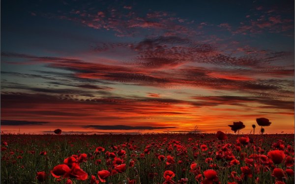 Закат в поле