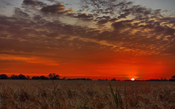 Красный закат в поле