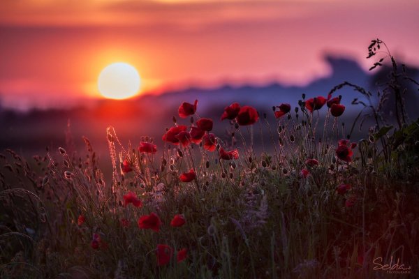 Маковое поле на закате