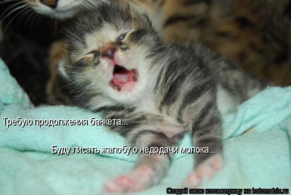 Я требую продолжения банкета картинки прикольные с надписями