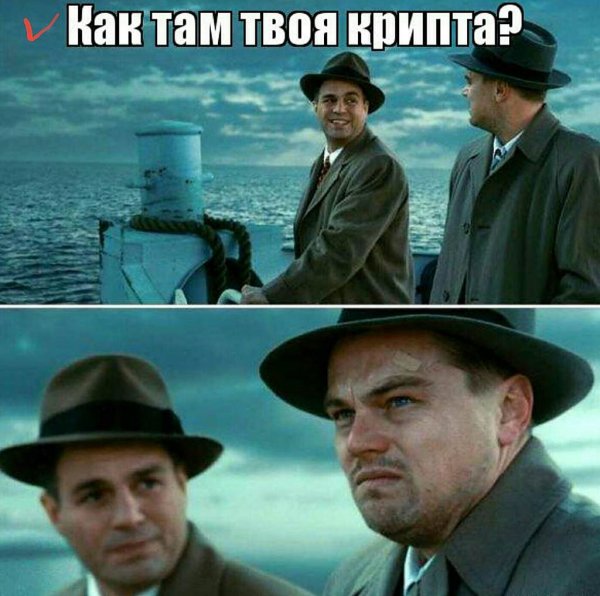 Котик на море