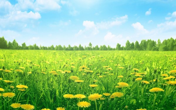 Поле подсолнухов