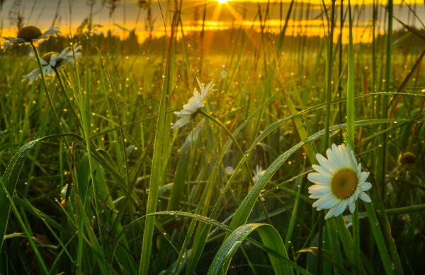 Утро природа