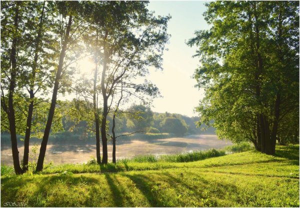 Летнее утро