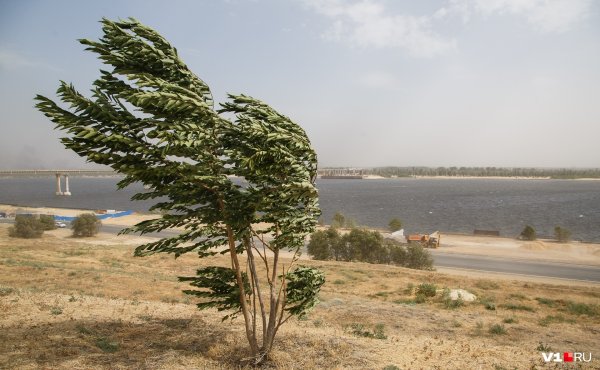 Сильный ветер деревья