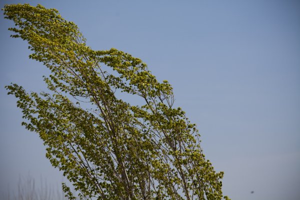 Дерево на ветру