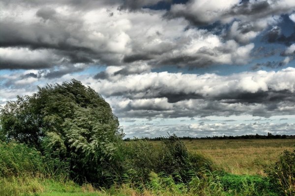 Дерево на ветру