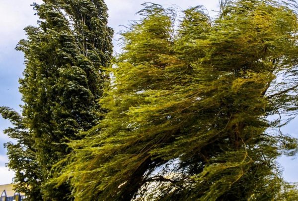 Явления природы ветер