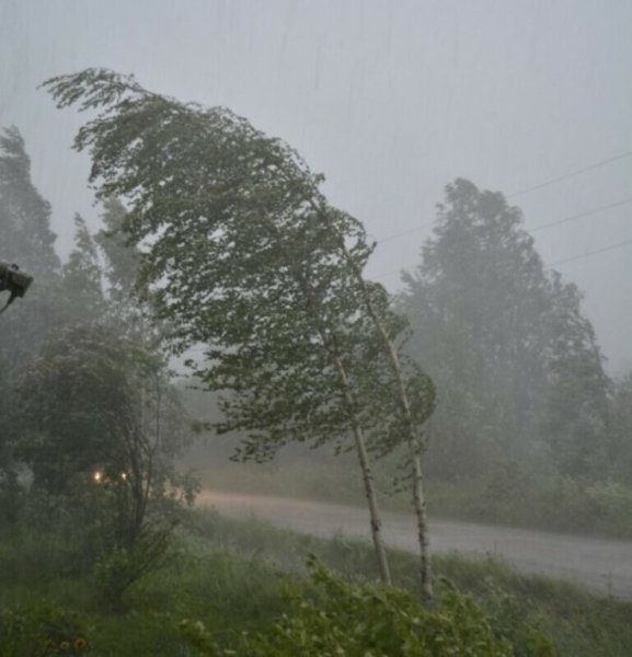 Сильный ветер в Костромской области