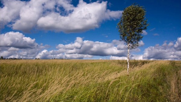 Дерево на ветру