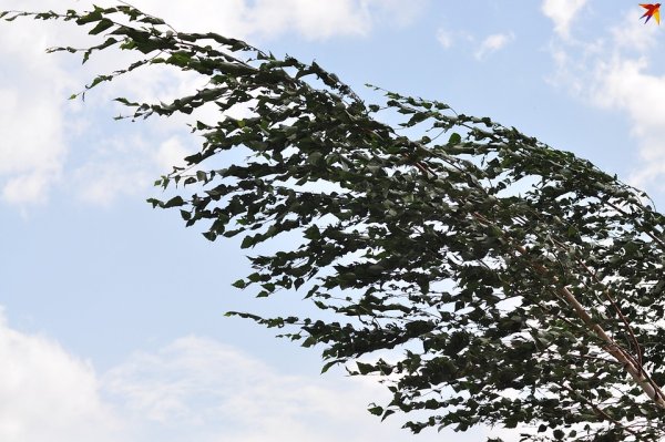 Весенний ветер