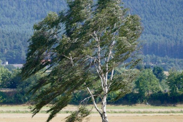Шквалистый ветер
