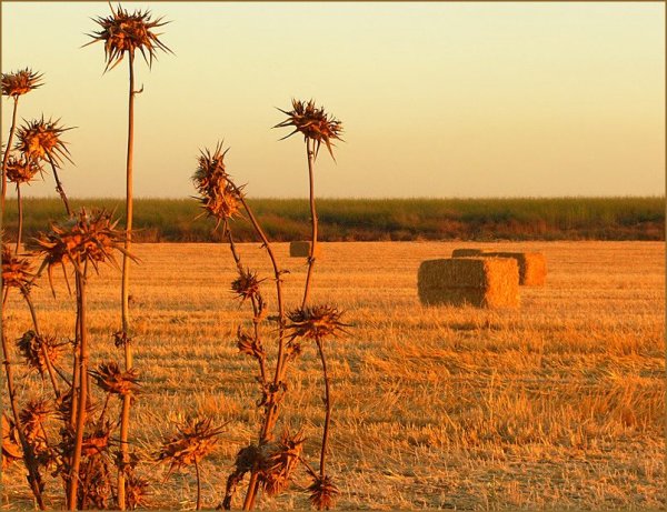 Интересные картинки конец лета