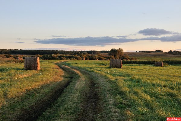 Августовское поле