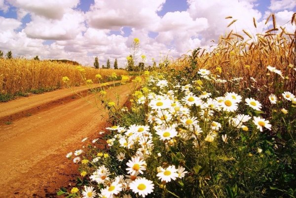 Ромашковое поле в деревне
