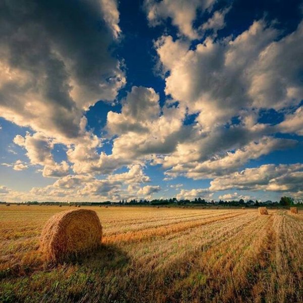 Поле конец лета