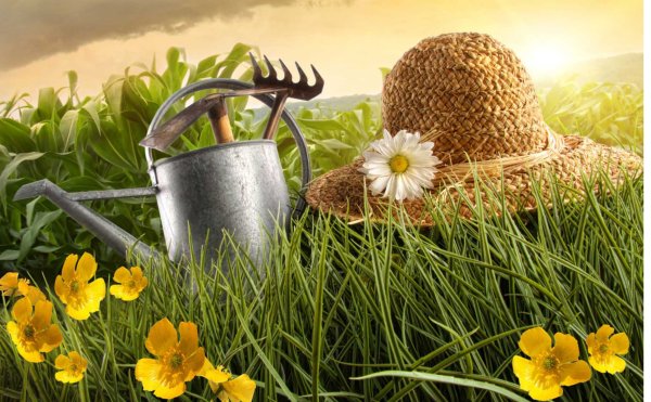 Огород в июле