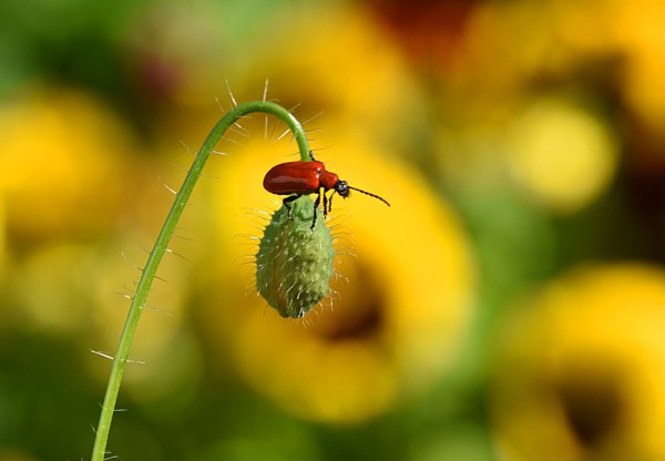 Маленькое лето