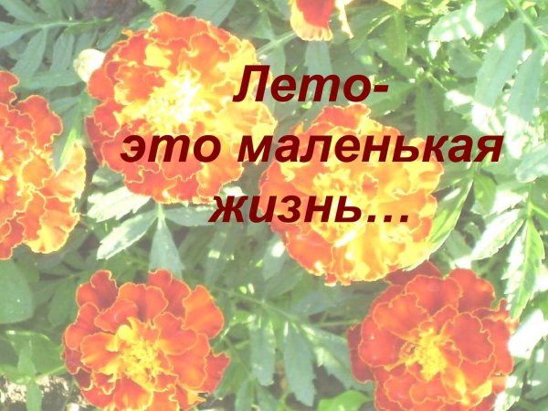 Красивые цитаты про лето