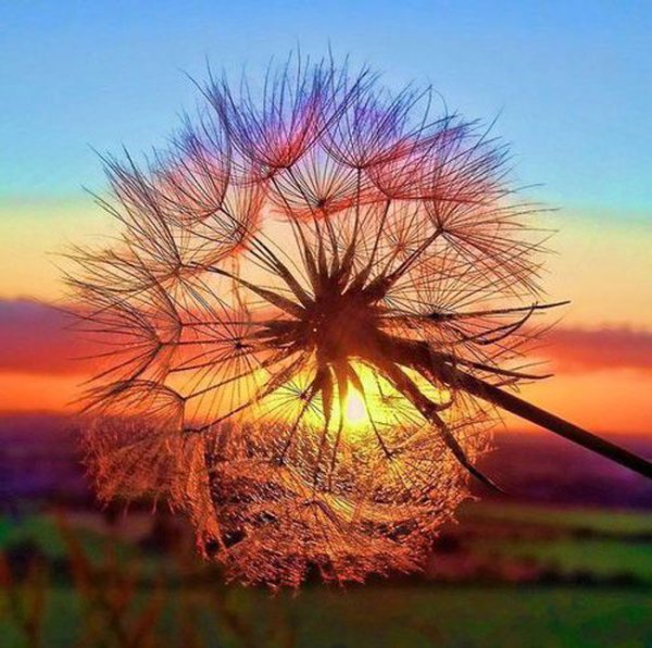 Раннее летнее утро