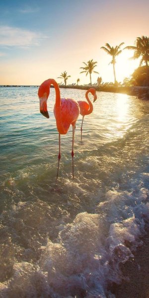 Путешествие цветка