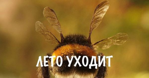 Пчелка лето уходит