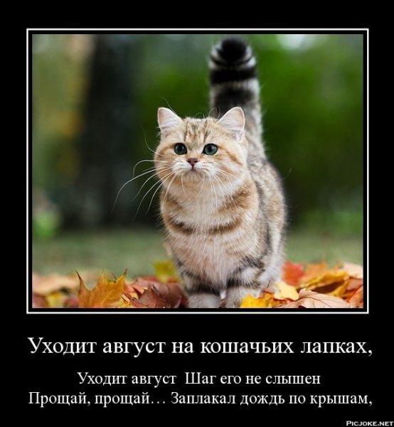 Август юмор