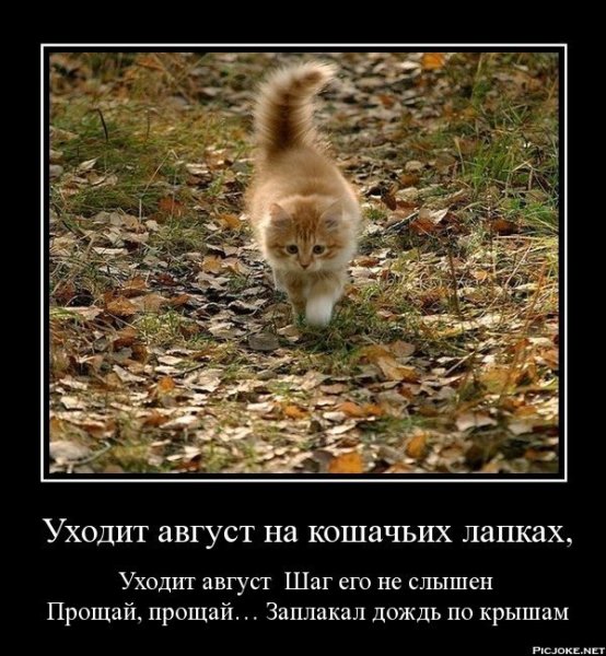 Маленькие котята осень